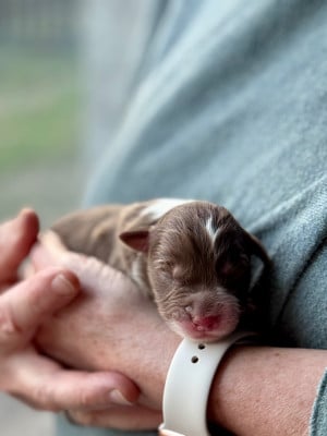 Les chiots de Berger Australien