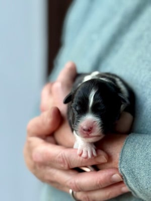 CHIOT 7 - Berger Australien