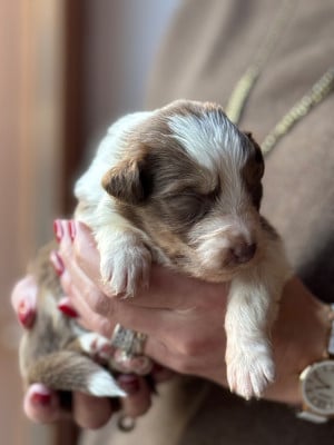 Les chiots de Berger Australien