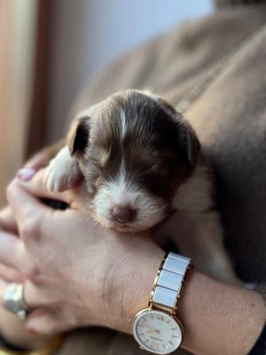 Les chiots de Berger Australien