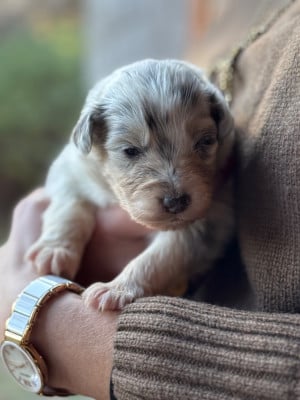 Les chiots de Berger Australien