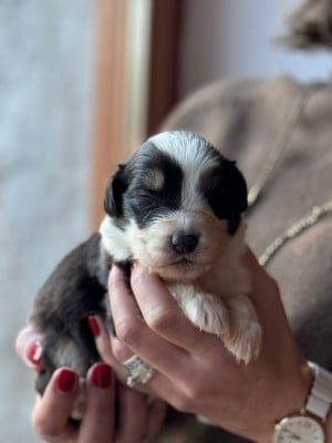 Les chiots de Berger Australien