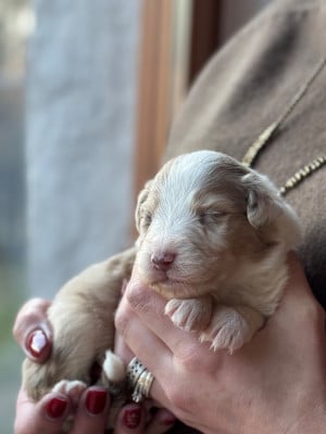 Les chiots de Berger Australien