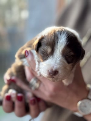 Les chiots de Berger Australien