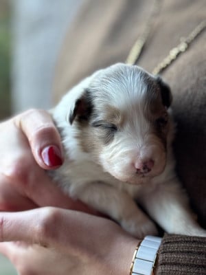 Les chiots de Berger Australien