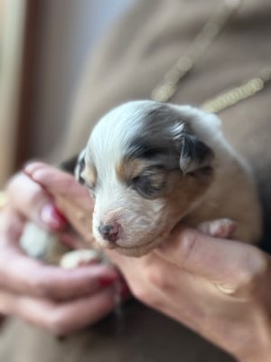 Les chiots de Berger Australien