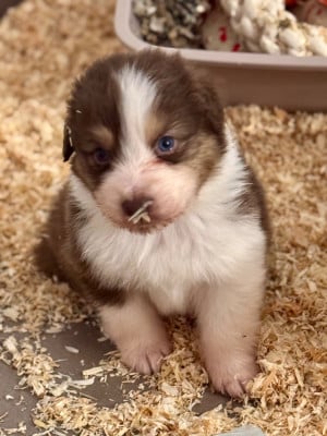 Les chiots de Berger Australien