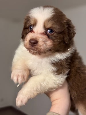 Les chiots de Berger Australien