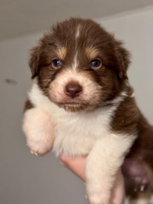 Les chiots de Berger Australien