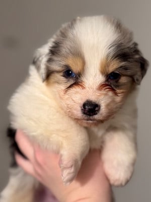 Les chiots de Berger Australien