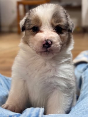 Les chiots de Berger Australien