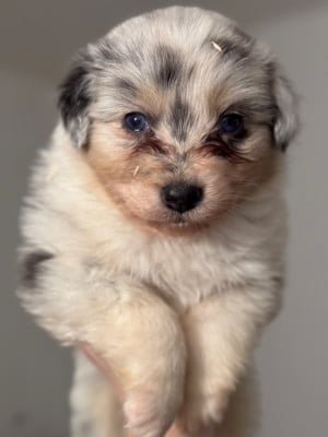 Les chiots de Berger Australien