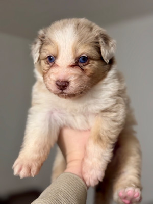 Les chiots de Berger Australien