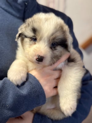 Les chiots de Berger Australien