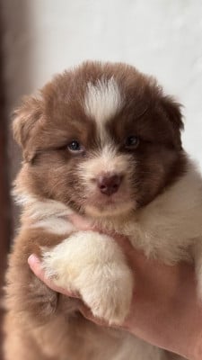 Les chiots de Berger Australien