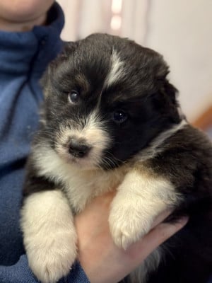Les chiots de Berger Australien