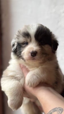 Les chiots de Berger Australien