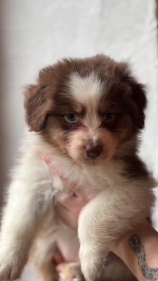 Les chiots de Berger Australien