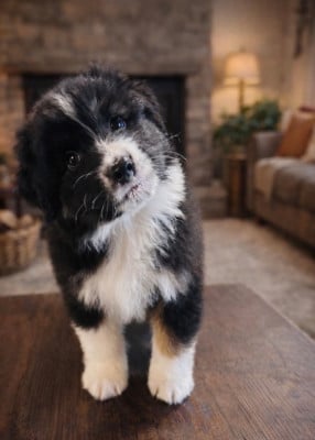 Les chiots de Berger Australien