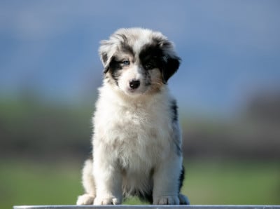 Les chiots de Berger Australien