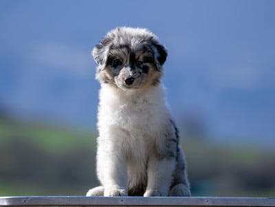 Les chiots de Berger Australien