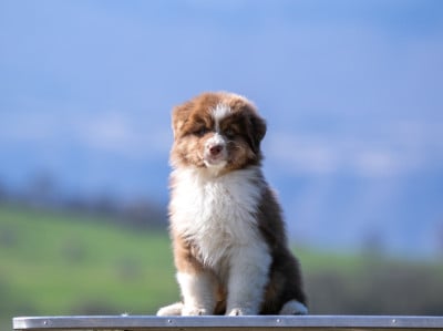 Les chiots de Berger Australien