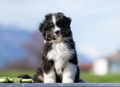 Les chiots de Berger Australien