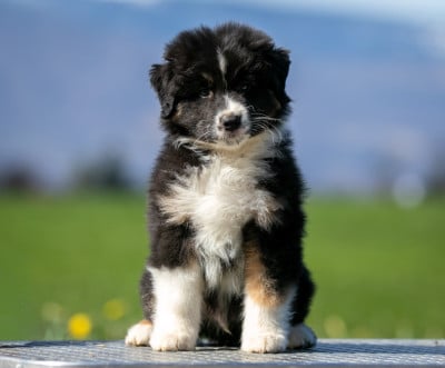 Les chiots de Berger Australien