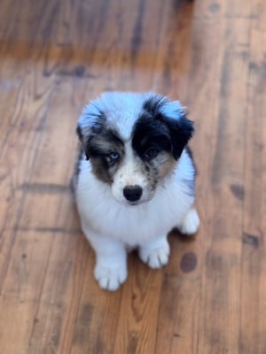 Les chiots de Berger Australien