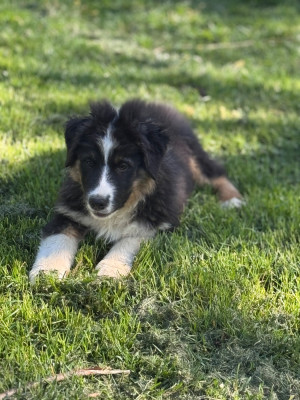 Les chiots de Berger Australien