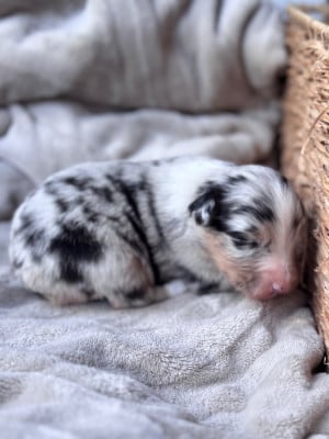 Les chiots de Berger Australien
