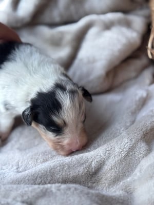 Les chiots de Berger Australien