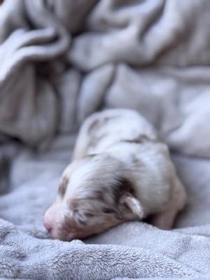 Les chiots de Berger Australien