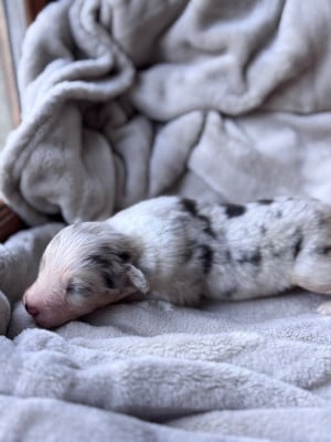 Les chiots de Berger Australien