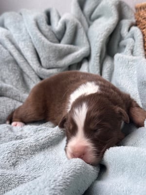 Les chiots de Berger Australien
