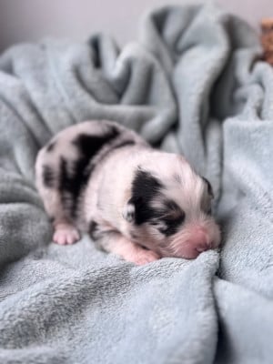 Les chiots de Berger Australien