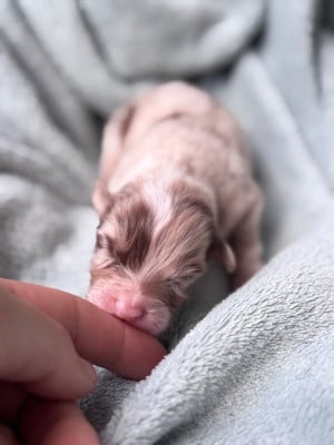 Les chiots de Berger Australien