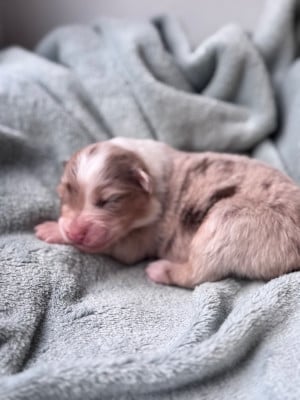 Les chiots de Berger Australien