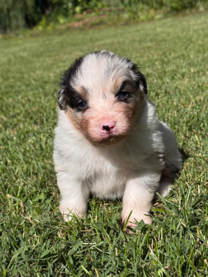 Les chiots de Berger Australien