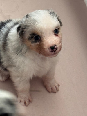 Les chiots de Berger Australien