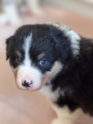 Les chiots de Berger Australien