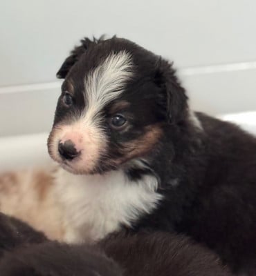 Les chiots de Berger Australien