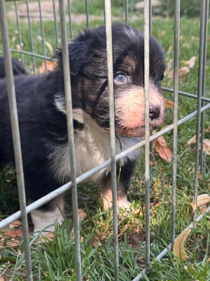 Les chiots de Berger Australien