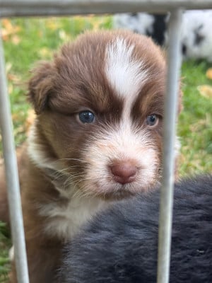 Les chiots de Berger Australien