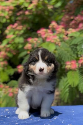 Les chiots de Berger Australien