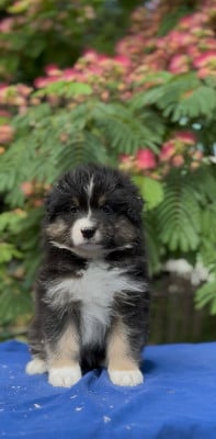 Les chiots de Berger Australien