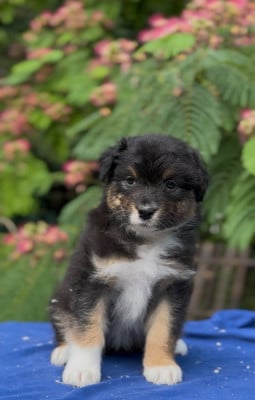 Les chiots de Berger Australien