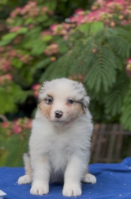 Les chiots de Berger Australien