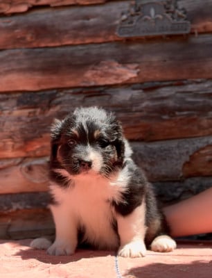Les chiots de Berger Australien
