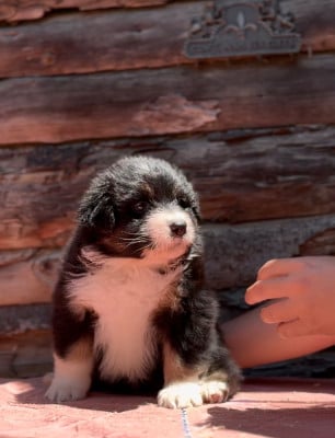 Les chiots de Berger Australien